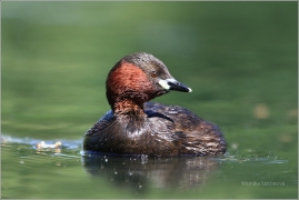 <p>POTÁPKA MALÁ (Tachybaptus ruficollis) /Little grebe – Zwergtaucher/</p>